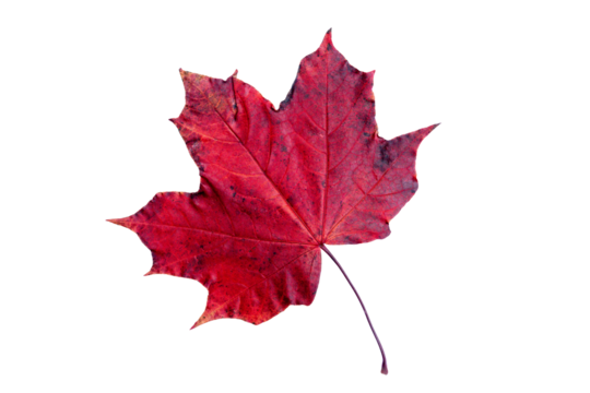 Red maple leaf in autumn fall colour during November, macro close up png file cut out and isolated on a transparent background, season stock photo image