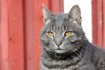 A portrait of a cute house cat male outdoors