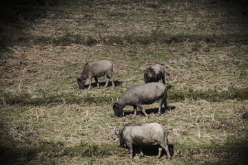 Thai buffalo in grass field dry field