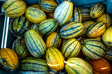 Pumpkin Squash Lisse Farm A Lot Big Yellow Orange Netherlands