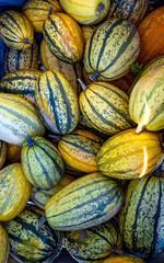 Pumpkin Squash Lisse Farm A Lot Big Yellow Orange Netherlands