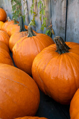 Pumpkin Squash Lisse Farm A Lot Big Yellow Orange Netherlands