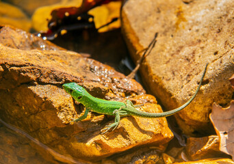 Podarcis waglerianus Lizards in the Wild