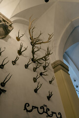 Horns on the wall