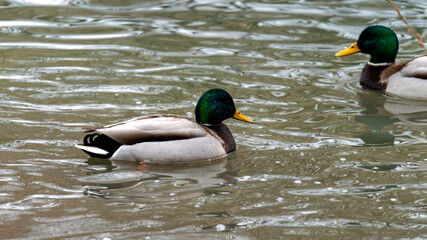 Two ducks are swimming in a lake. One duck is on the left side of the image and the other is on the right side