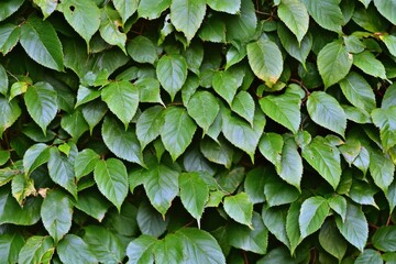 Fototapeta premium Lush Green Ivy Leaves Covering a Wall