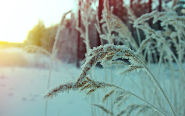 sunset.Winter landscape.Winter scene 
