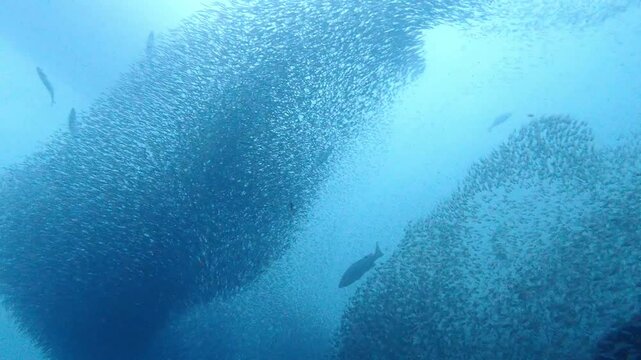 青い海を泳ぐ魚の群れ