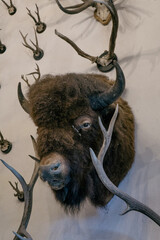 buffalo on the wall