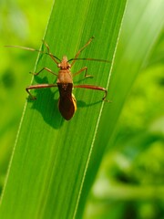 bug on leaf