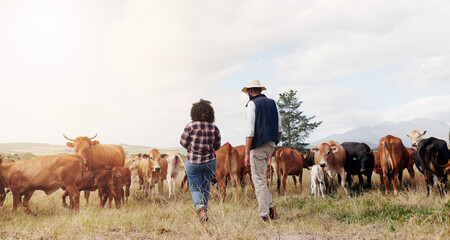 Agriculture, cows and farm with couple outdoor together for conservation or organic sustainability....