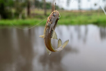 Fisherman, small wild catfish caught on hook