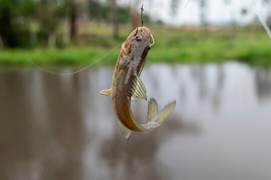 Fisherman, small wild catfish caught on hook