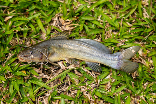 Fisherman, small wild catfish caught on hook