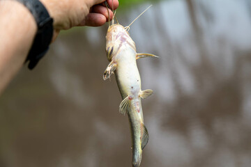 Fisherman, small wild catfish caught on hook
