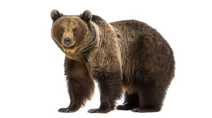 Obraz premium Majestic Brown Bear in Natural Pose