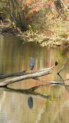 One bird standing quietly for the hunting on the branch in the river