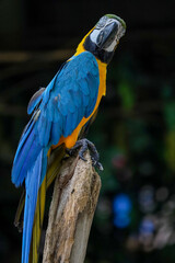 Close up head the Blue macaw parrot bird in garden
