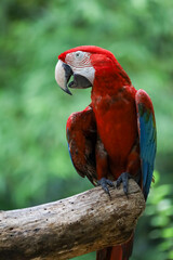 Close up head the red macaw parrot bird in garden