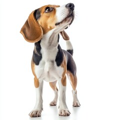 A cheerful beagle standing with its nose in the air, realistic fur and ears, isolated on white background