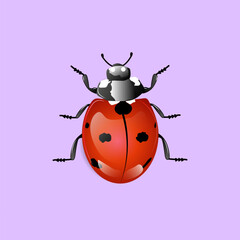 cute ladybug vector