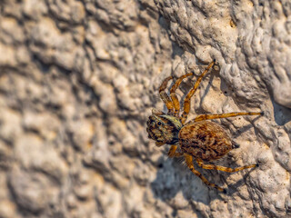 Jumping Spider