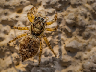 Jumping Spider