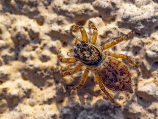 Jumping Spider