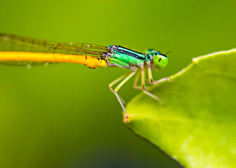 Damsel Fly