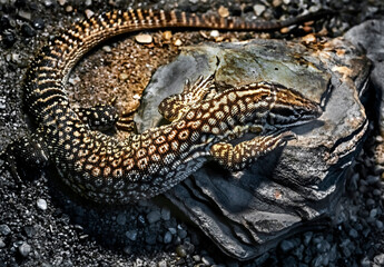 Ridge-tailed monitor. Latin name - Varanus acanthurus