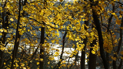 The colorful forest view in the natural park with the running river nearby in autumn

