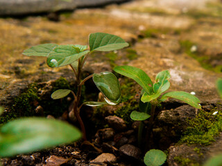 Dew Drop on Green Plant