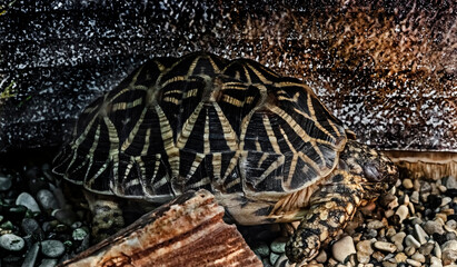 Star tortoise. Latin name - Geochelone elergans
