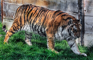 Siberian tiger walking near the fence in its enclosure. Latin name - Panthera tigris altaica	