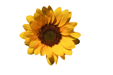 Sunflowers isolated on white background.  Make clipping path.