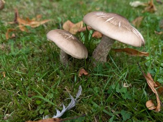 Mushrooms growing in a lawn in autumn