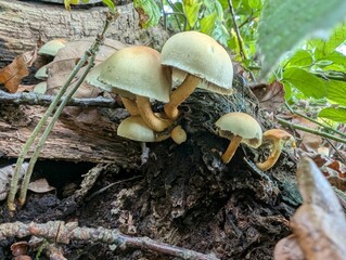 Sulphur Tuft Mushrooms (Hypholoma fasciculare) in a British woodland