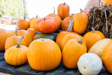 Pumpkins and various squashes on the farmers market, festival. Autumn harvest at outdoor farmers store for Halloween. Homegrown organic food on an eco farm.