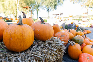 Pumpkins and various squashes on the farmers market, festival. Autumn harvest at outdoor farmers store for Halloween. Homegrown organic food on an eco farm.
