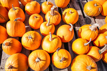 Group of bright orange pumpkins in an outdoor farm store. Autumn harvest on the farm. Organic food.