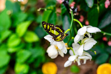 A black and yellow butterfly with green markings rests on white orchid flowers. The background is out of focus, showing green foliage and a hint of pink.