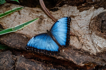 A vibrant blue morpho butterfly with black and white markings rests on a textured bark surface, with green foliage partially visible in the background.