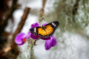 A yellow and black butterfly with white markings rests on a vibrant purple orchid flower, its wings partially spread, against a blurry background of greenery.