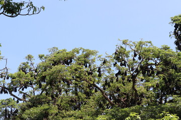Hen bats live in nature.