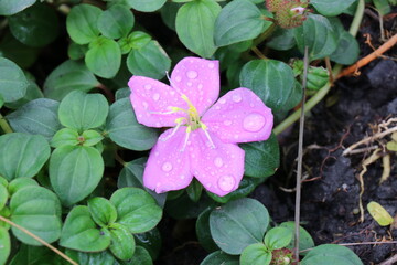 Purple flowers in the park