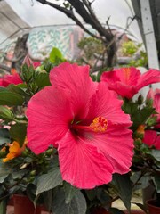beautiful pink hibiscus flower with plant..fresh flower..pink flower