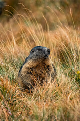 Großglockner Hochalpenstraße - Kaiser Franz-Josefs-Höhe - Murmeltier - Marmot