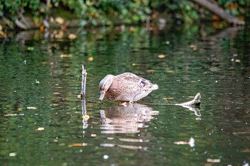 Stockente trinkt Wasser in einem trüben Teich