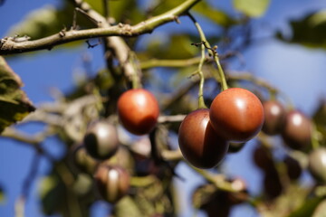 The tamarillo or tree tomato (Solanum betaceum, syn.: Cyphomandra betacea (cav.) Sendtn.) is a...