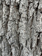 close-up of the complex rough texture of tree bark in many shades of grey and brown. Knot on an old tree trunk. Full frame photograph of the surface with detailed deep cracks. Natural wood texture.